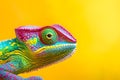 A close up of a lizard with an isolated background Royalty Free Stock Photo