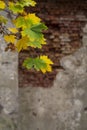 Colored maple leaves. Against a red brick wall. Royalty Free Stock Photo