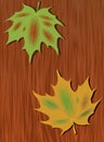 Colored maple leaves in the background of dark wood.- Autumn background with nature motif. Green and yellow maple leaf.