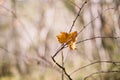 Colored maple leaves. Yellow rotten maple leaf in autumn Royalty Free Stock Photo