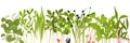 Colored Microgreen Border Royalty Free Stock Photo