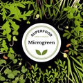 Colored Microgreen Frame Royalty Free Stock Photo