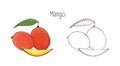 Colored and monochrome botanical drawings of whole and cut mango isolated on white background. Set of delicious juicy