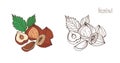 Colored and monochrome drawings of hazelnut with leaves. Delicious edible drupe or nut hand drawn in elegant vintage