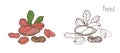 Colored and monochrome drawings of peanut in shell and shelled with leaves. Delicious edible drupe or nut hand drawn in