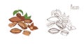 Colored and monochrome drawings of pecan in shell and shelled with leaves. Delicious edible drupe or nut hand drawn in