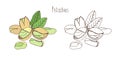 Colored and monochrome drawings of pistachios in shell and shelled with pair of leaves. Delicious edible drupe or nut