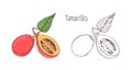 Colored and monochrome outline drawings of whole and cut tamarillo isolated on white background. Set of exotic edible