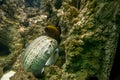 colored moray (Muraena) poking his head and part of the body is in a crevice in the stones