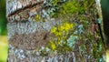 Colored moss texture on a tree in the forest Royalty Free Stock Photo