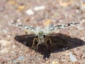 colored moth butterfly