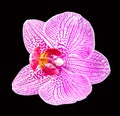 Colored orchid flower, close up Royalty Free Stock Photo