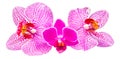 Colored orchid flowers, mauve, yellow, pink, purple, Orhideea Phalaenopsis