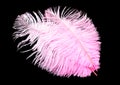 Colored ostrich feather isolated on black background Royalty Free Stock Photo