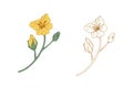 Colored and outlined branches of yellow rapeseed plant. Rape canola flower buds. Botanical elements in retro style