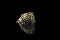 Colored Pac man frog isolated on black background Royalty Free Stock Photo