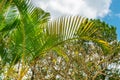 Colored palm leaves against the sky with clouds in Vietnam