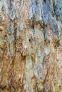 Colored Paper Bark Abstract Royalty Free Stock Photo