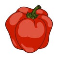 Colored paprika (pepper). Vector