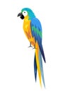 Colored parrot ,cartoon bird design Royalty Free Stock Photo