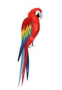 Colored parrot ,cartoon bird design Royalty Free Stock Photo