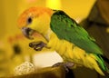 Colored Parrot. Royalty Free Stock Photo