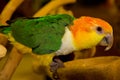 Colored Parrot. Royalty Free Stock Photo