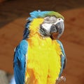 Colored parrots