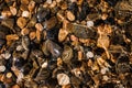 Colored pebbles under water at the coast Royalty Free Stock Photo