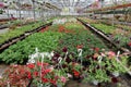 Colored pelargonium and petunia field with hanging flower pots. Field of red geranium and for sale. Hanging pots with flowers for