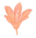 Colored pencils drawing Red Orange Lily flower Royalty Free Stock Photo