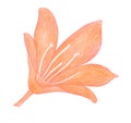 Colored pencils drawing Red Orange Lily flower Royalty Free Stock Photo