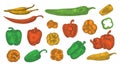 Colored pepper hand drawn sketch set. Different peppers sketch illustration. Colorful pepper illustration in engraved