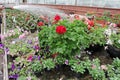 Colored Petunia and pelargonium. Stimoryne. Field of red, purple, pink, white, green and white petunias and geranium for sale. Han Royalty Free Stock Photo