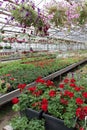 Colored Petunia and pelargonium. Stimoryne. Field of red, purple, pink, white, green and white petunias and geranium for sale. Han