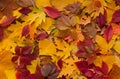 Colored pillow of fresh fallen autumn leaves