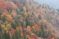 Colored pinewood of mountain in autumn time Royalty Free Stock Photo