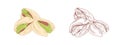 Colored pistachio nuts and unpainted outlined sketch of pistaches fruits. Green kernels in nutshells. Hand-drawn vector