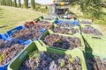 Colored plastic baskets filled with black grapes loaded on a trailer and ready to be transported to the winery during the harvest Royalty Free Stock Photo