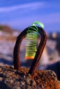 Colored plastic spring on a rusty loop of reinforced concrete shore reinforcement. Royalty Free Stock Photo