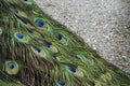 Colored plumage of male Indian peacock feathers, suitable for background Royalty Free Stock Photo