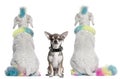 Colored poodles with mohawks and Chihuahua Royalty Free Stock Photo