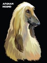 Afghan Hound colorful vector portrait Royalty Free Stock Photo