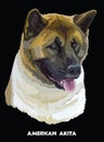 American akita colorful vector portrait