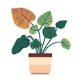 colored potted plant illustration Royalty Free Stock Photo