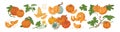 Colored pumpkin hand drawn set vector graphic illustration. Collection of colorful drawing autumn vegetable whole, slice