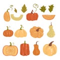 Colored pumpkin hand drawn set vector graphic illustration. Collection of colorful drawing autumn vegetable whole, slice