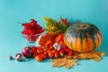 Colored pumpkin and viburnum on aquamarine shadowless background Royalty Free Stock Photo