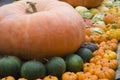 Colored Pumpkins Royalty Free Stock Photo