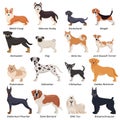 Colored Purebred Dogs Icon Set Royalty Free Stock Photo